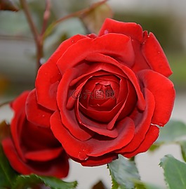 玫瑰,開花,紅色