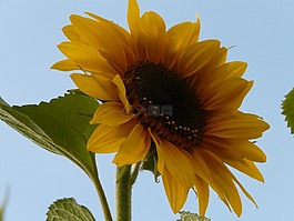 太陽花,向日葵,花