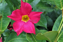 花,粉紅色,黃色