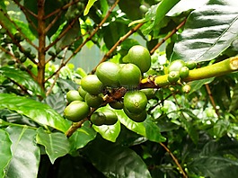 咖啡,咖啡豆,豆類