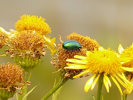 葉甲蟲,oreina cacaliae,綠色