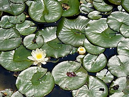 百合,葉,湖