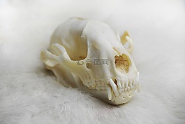 动物头骨,头骨,解剖