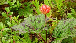 莓,云莓,瑞典