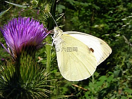 硫磺,蝴蝶,白