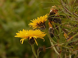 冰山hawksbeard,crepis bocconii,hawksbeard