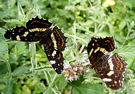 蝴蝶,布朗,葉