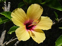 花,槿,花園