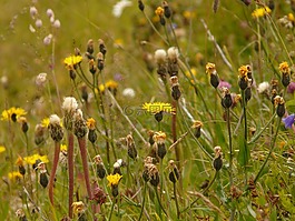 字母,草地,冰山hawksbeard