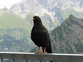 chough,pyrrhocorax graculus,bergdohle