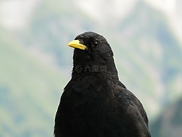 chough,pyrrhocorax graculus,bergdohle