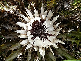银蓟,carlina acaulis,蓟