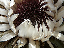 银蓟,carlina acaulis,蓟