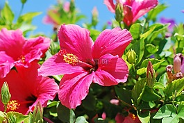 花,槿,花園