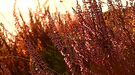 石南属,杜鹃花科