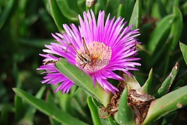 花,蚱蜢,性質(zhì)