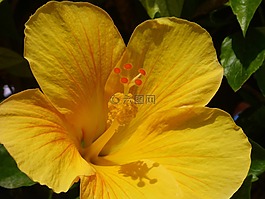 花,槿,花園