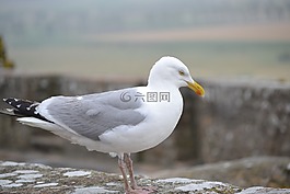 海鷗,ave,鳥(niǎo)