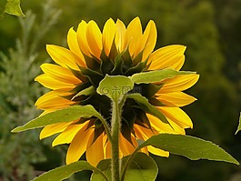 太陽花,向日葵,花