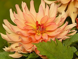 嬌琴紗,橙,花