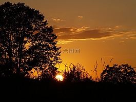 日落,橙色,樹(shù)