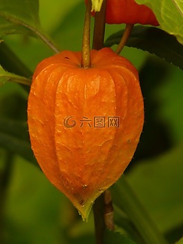 lampionblume,酸漿,觀賞植物