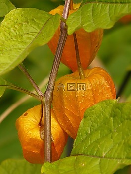 lampionblume,酸漿,觀賞植物