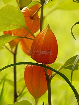lampionblume,酸漿,觀賞植物