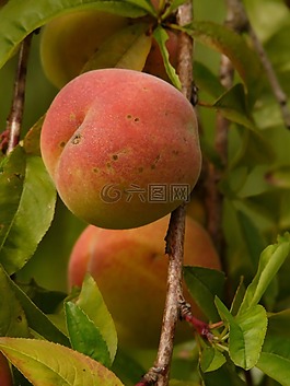 桃,桃樹,malum persicum