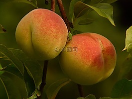 桃子,桃樹,malum persicum