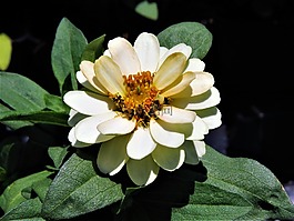 花,白,黃色