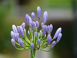 阿加帕桑索斯,agapanthus,珠寶百合溫室