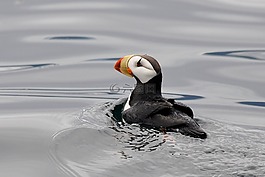 角海雀,鳥,野生動物