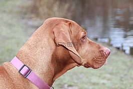 狗,匈牙利交易所vizsla,動(dòng)物