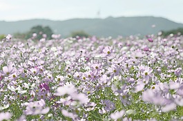 鮮花,宇宙,德