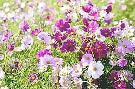 鮮花,宇宙,字段