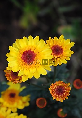 菊花,鮮花,多年生的植物