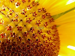 太陽花,花序,花籃