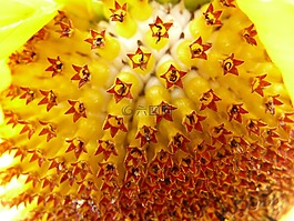 太陽(yáng)花,花序,花籃