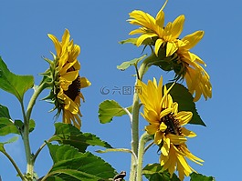 太陽(yáng)花,向日葵,花