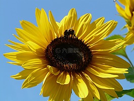 太陽花,向日葵,花