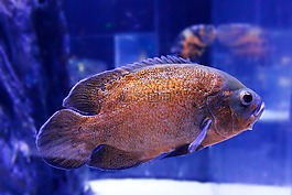 魚,游泳,水族館