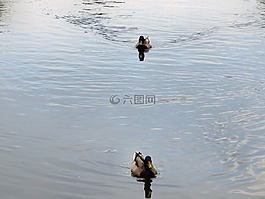 鴨,鳥,野生鳥類