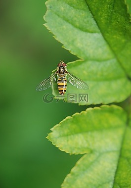 動物,黃蜂,葉