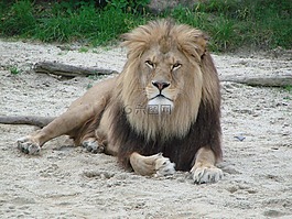 獅子,野生動物,捕食