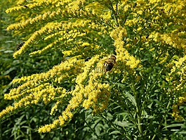 一枝黄花,黄花,bug