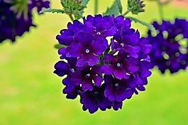 马鞭草,鲜花,紫