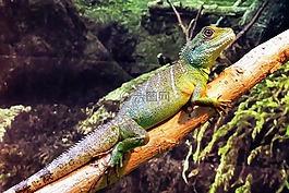 中国,水龙,physignathus