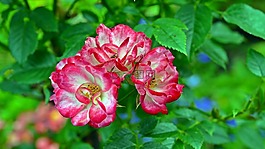 花,開花,性質(zhì)