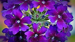 马鞭草,鲜花,紫